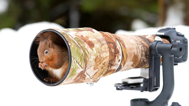 Squirrel in a camera