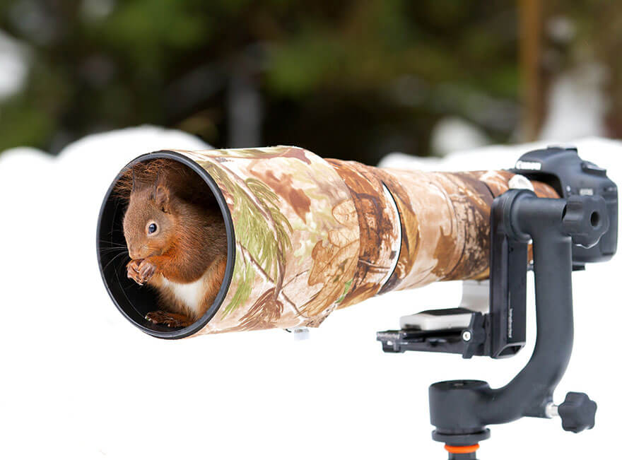 Squirrel in a camera