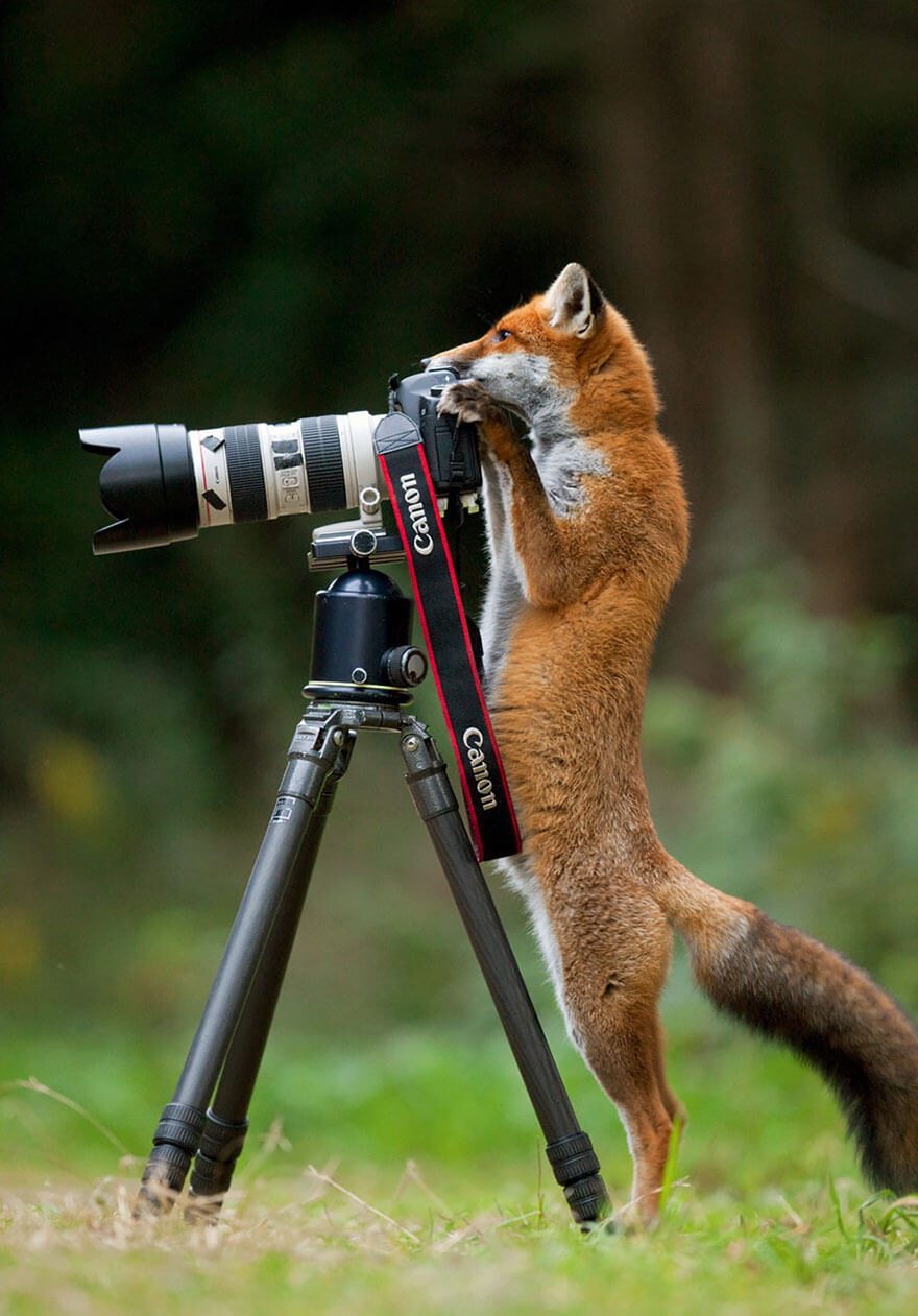 Fox taking a shot