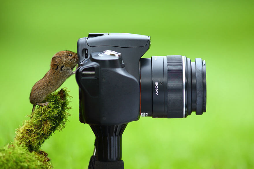 mouse taking a picture