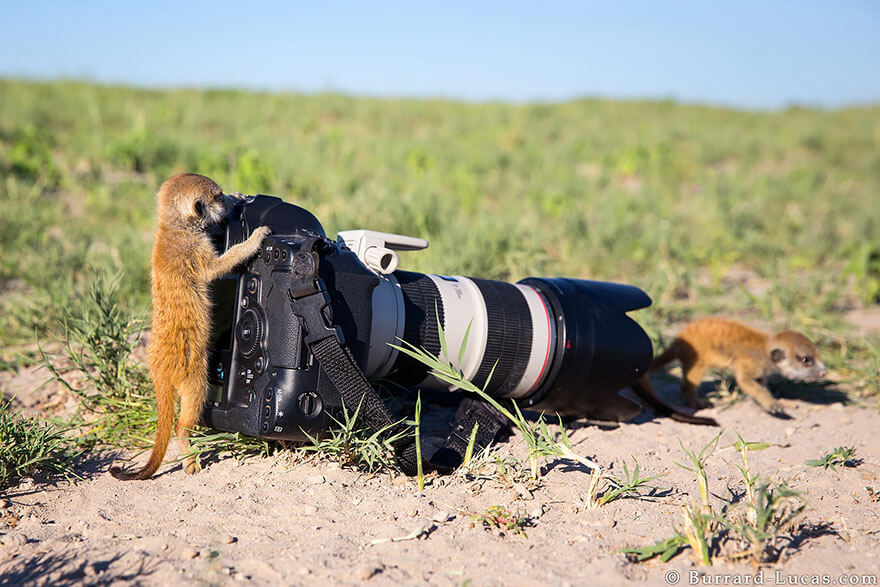 Lemurs photography