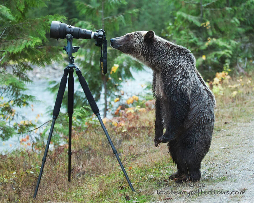 Bear looking through the camera