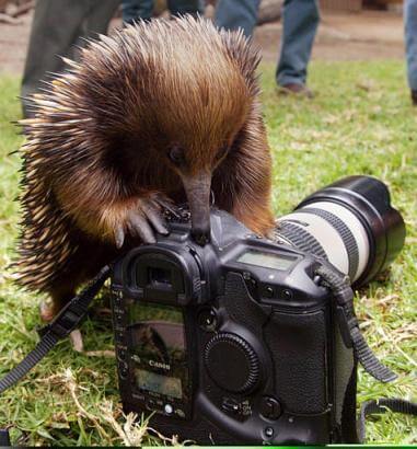hedgehog experimenting with the camera