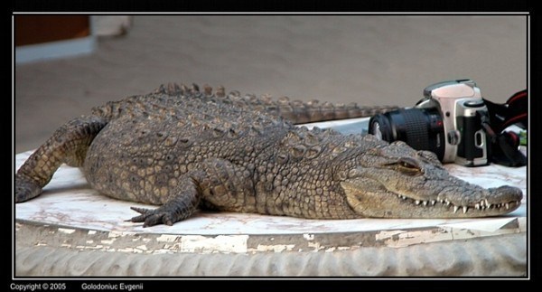 crocodile photo session