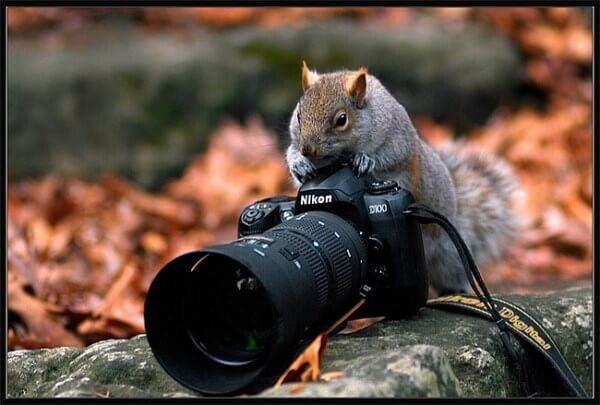 squirrel photographer