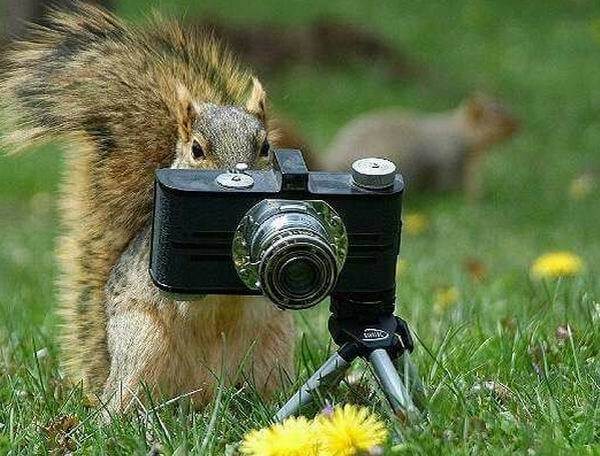 squirrel likes camera