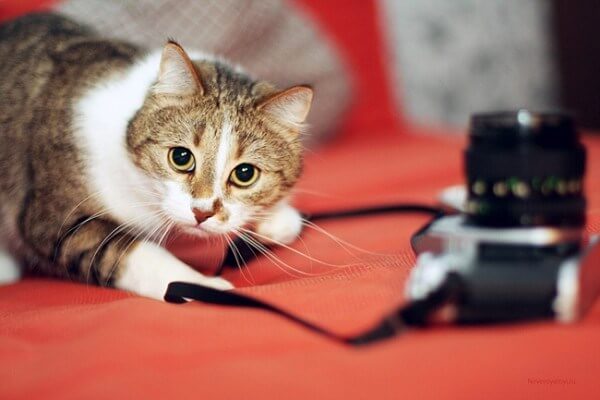 cat and a camera