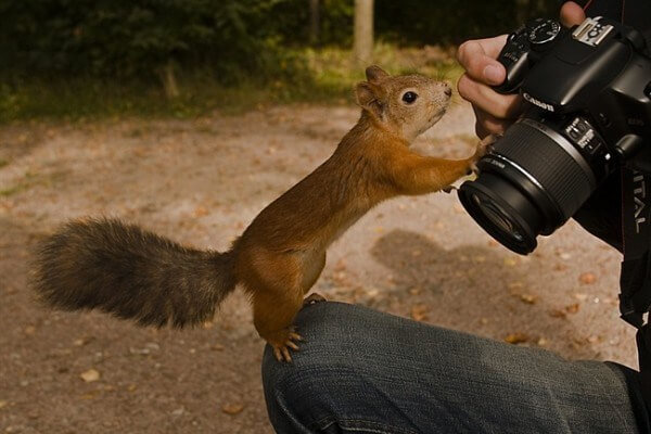 squirrel and photographer