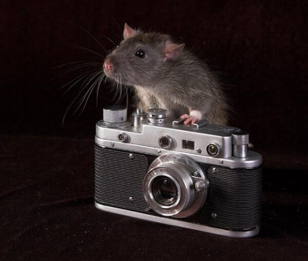 mouse picture