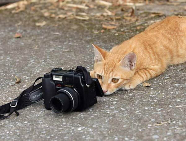 cat camera