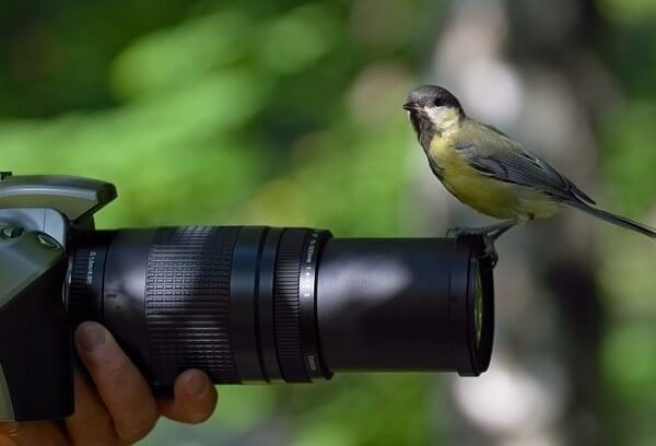 bird on a camera