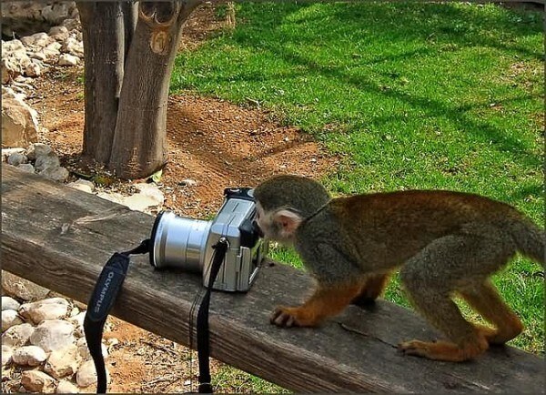 monkey taking a picture