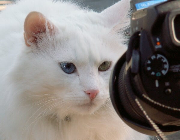 cat in front of a camera