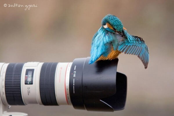 bird on a camera lense