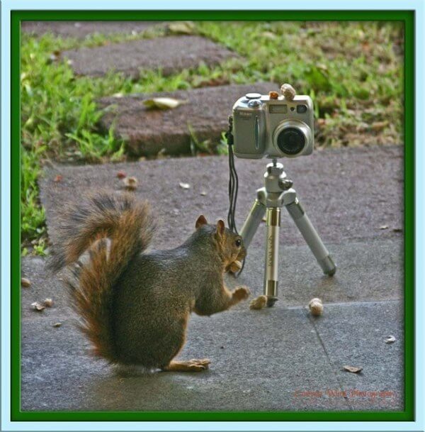 squirrel posing for a picture