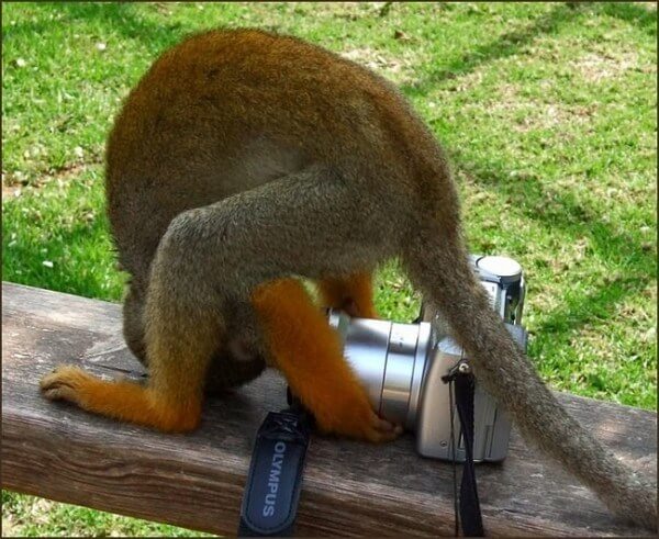 monkey taking a selfie