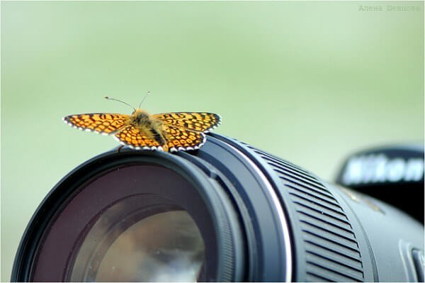 butterfly on a camera