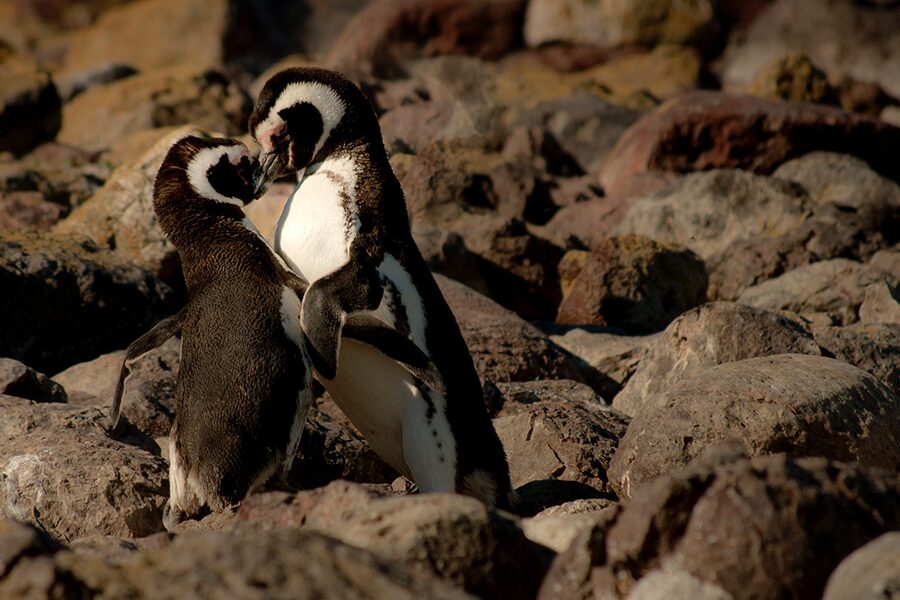 penguin love