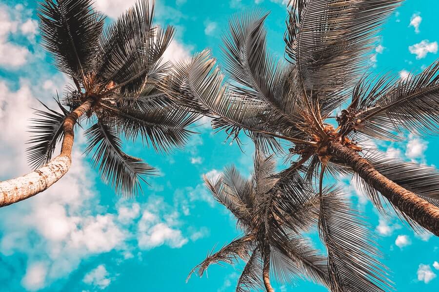 Low Angle Photo of Coconut Trees