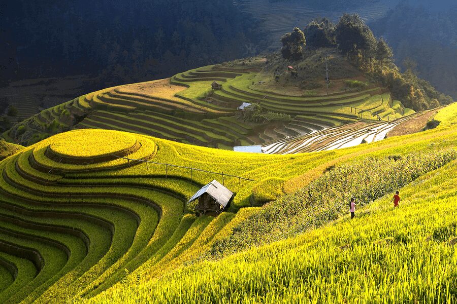 Vietnam Rice Terraces