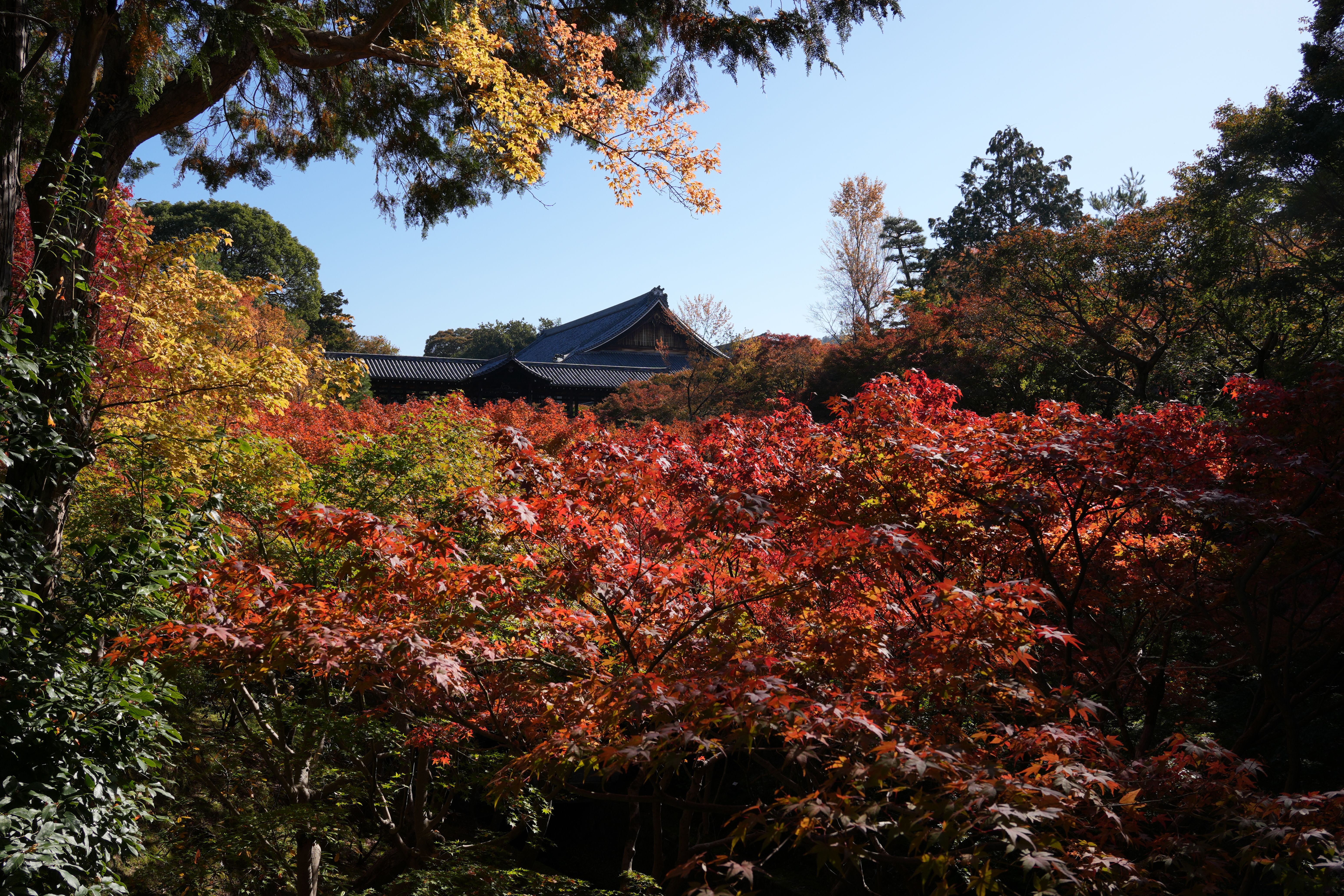 Tōfuku-ji Temple in Kyoto surrounded by vivid red and orange autumn foliage.