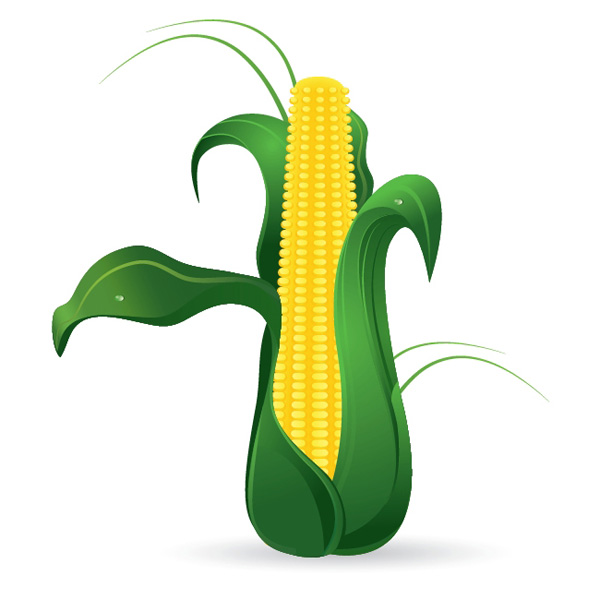 Create a Corn Cob in Adobe Illustrator, tutorial by Jasmina Stanojevic